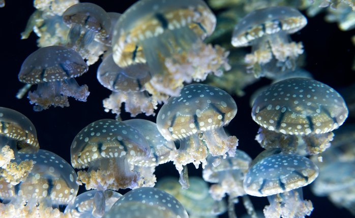 Marvellous Singapore Tour